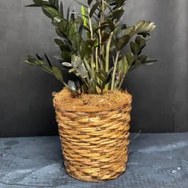 Potted green plant in a woven basket planter