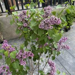 Lilac Tree