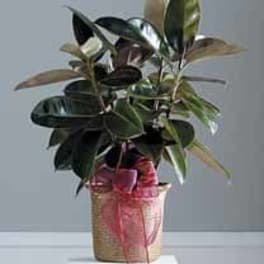 Tropical Foliage plant