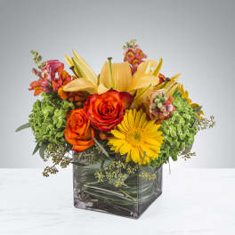 Citrus Splash by BloomNation™