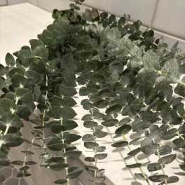 Eucalyptus Bunch