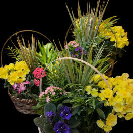 Three baskets of potted flowering plants with yellow, pink, and purple blooms