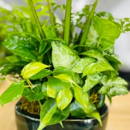 Dishgarden Plant (Designer Choice)