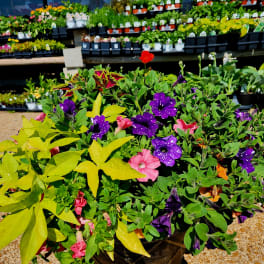 Large Planters