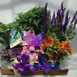 Assorted potted flowering plants and foliage in a gift tray with purple ribbon