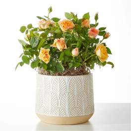 Potted peach rose plant in a patterned ceramic container