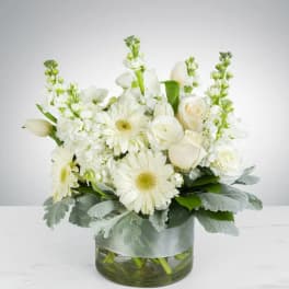 Purity by BloomNation™