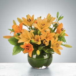 Lily Love