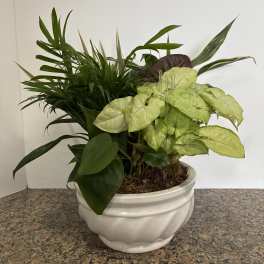 8 Inch Dish Garden