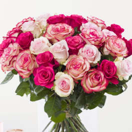 Soft Love Roses