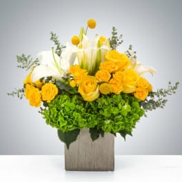 Silver Sunshine by BloomNation™