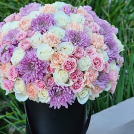 Elegant Lavander