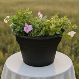 Herb and Pansy Porch Pot