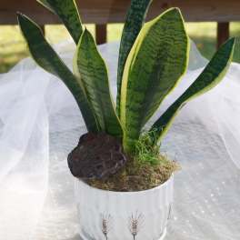 Snake Plant by BloomNation™