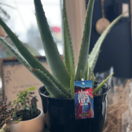 Potted Aloe Vera Plant