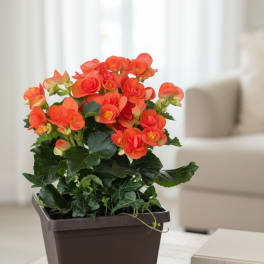 Begonia 6"