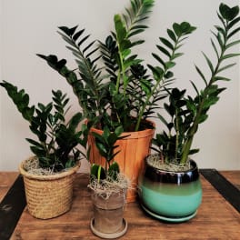 Four potted ZZ plants arranged on a wooden table