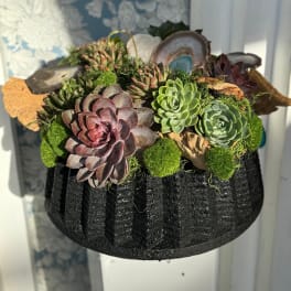 Crystal Succulents