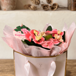 BP121 - Euphoria Planter