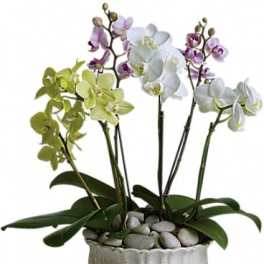 Potted orchids in white, green, and purple blooms in a ceramic planter