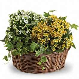 Basket of yellow and white flowering plants with ivy