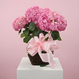Blooming Pink Hydrangea Plant