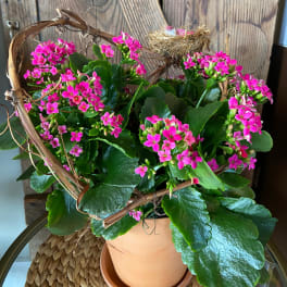 Pink flowering potted plant with heart-shaped vine frame and small nest in a terracotta pot