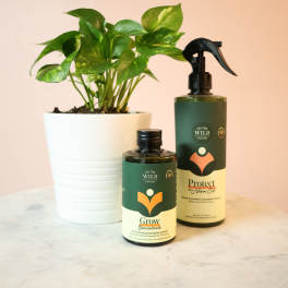 Potted green houseplant with two plant care bottles