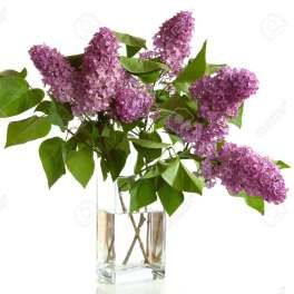 Lilac