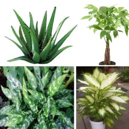 Table Top Plant in a Basket