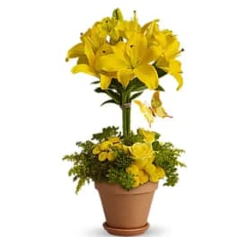Yellow Fellow