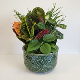 Small Dish Garden