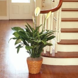 Tall peace lily houseplant with white blooms in a woven basket pot by a staircase