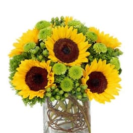 Sunflower Surprise