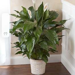 Sympathy Lily Plant