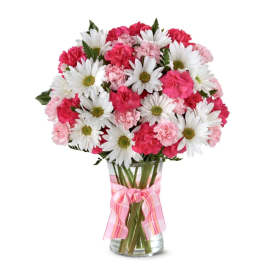Daisies sweet pink