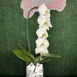 White Orchid