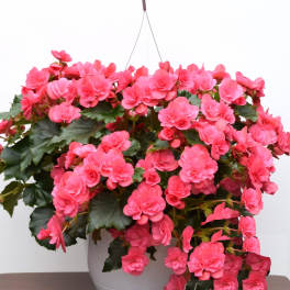 Hanging pot of bright pink flowers with dark green leaves