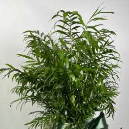 Lush green potted palm in a woven basket with a dark ribbon