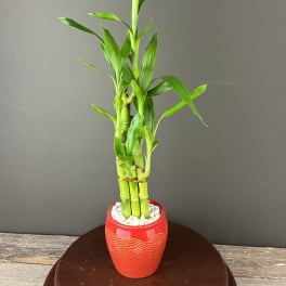 Potted lucky bamboo plant in a red decorative pot with white stones