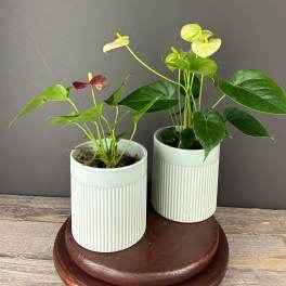 Two potted anthurium plants with glossy green leaves and pale and red blooms in ribbed white pots