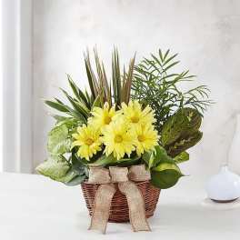 Dish Garden with Fresh Cut Flowers