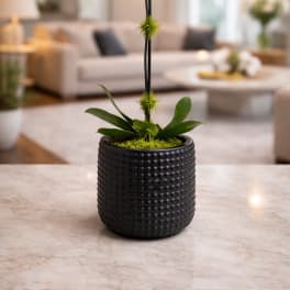 Ivory Bloom Orchid