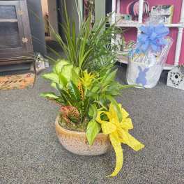 Large Dish Garden