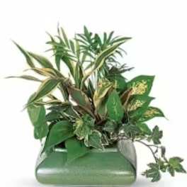 Medium Dish Garden