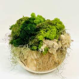 Yucca and Moss