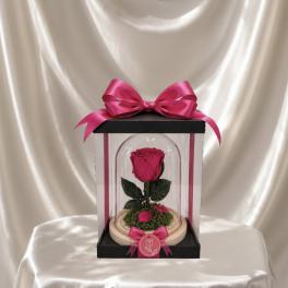 Pretty Bloom Preserved Fuhsia Rose (Height: 6.69 ")