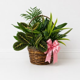 Classic Basket Dish Gardens