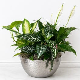 Metal Container Dish Garden