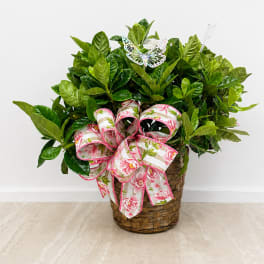 Gardenia Bush